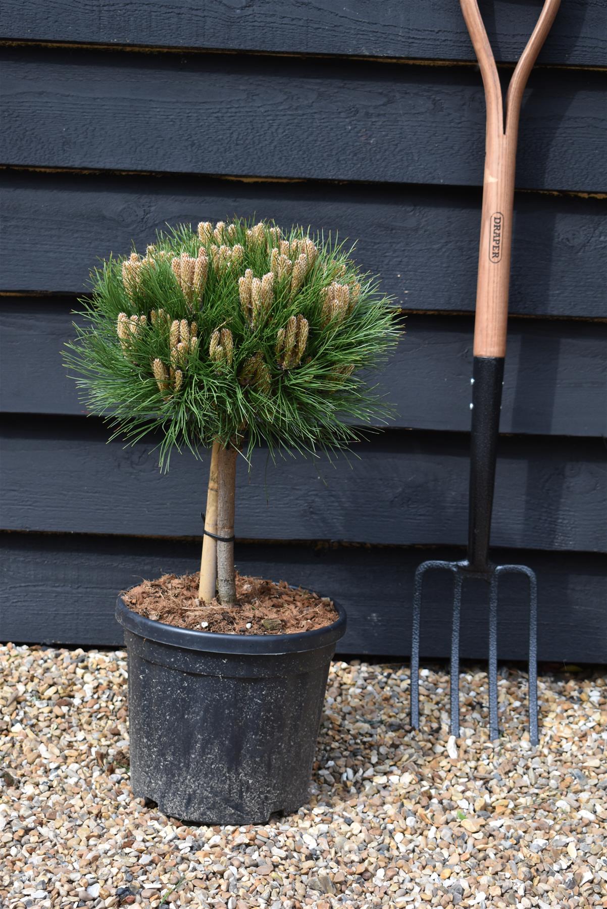 Pinus 'Marie Bregeon' - Clear Stem 20cm - Height 45-55cm - Width 25cm - 8lt