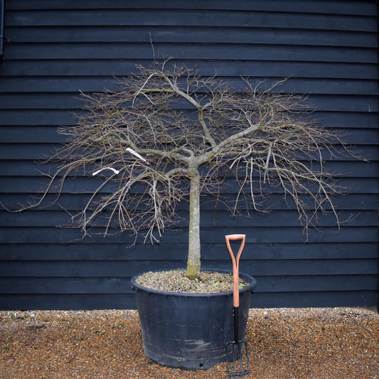 Acer palmatum dissectum | laceleaf Japanese maple -  Clear Stem 55cm - Height 130-140cm - 235lt