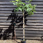 Fig - Ficus carica 'Brogiotto Nero' - 150-160cm, 10lt