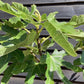 Fig - Ficus carica 'Brogiotto Bianco' - Half Standard - Height 180-200cm - 35lt