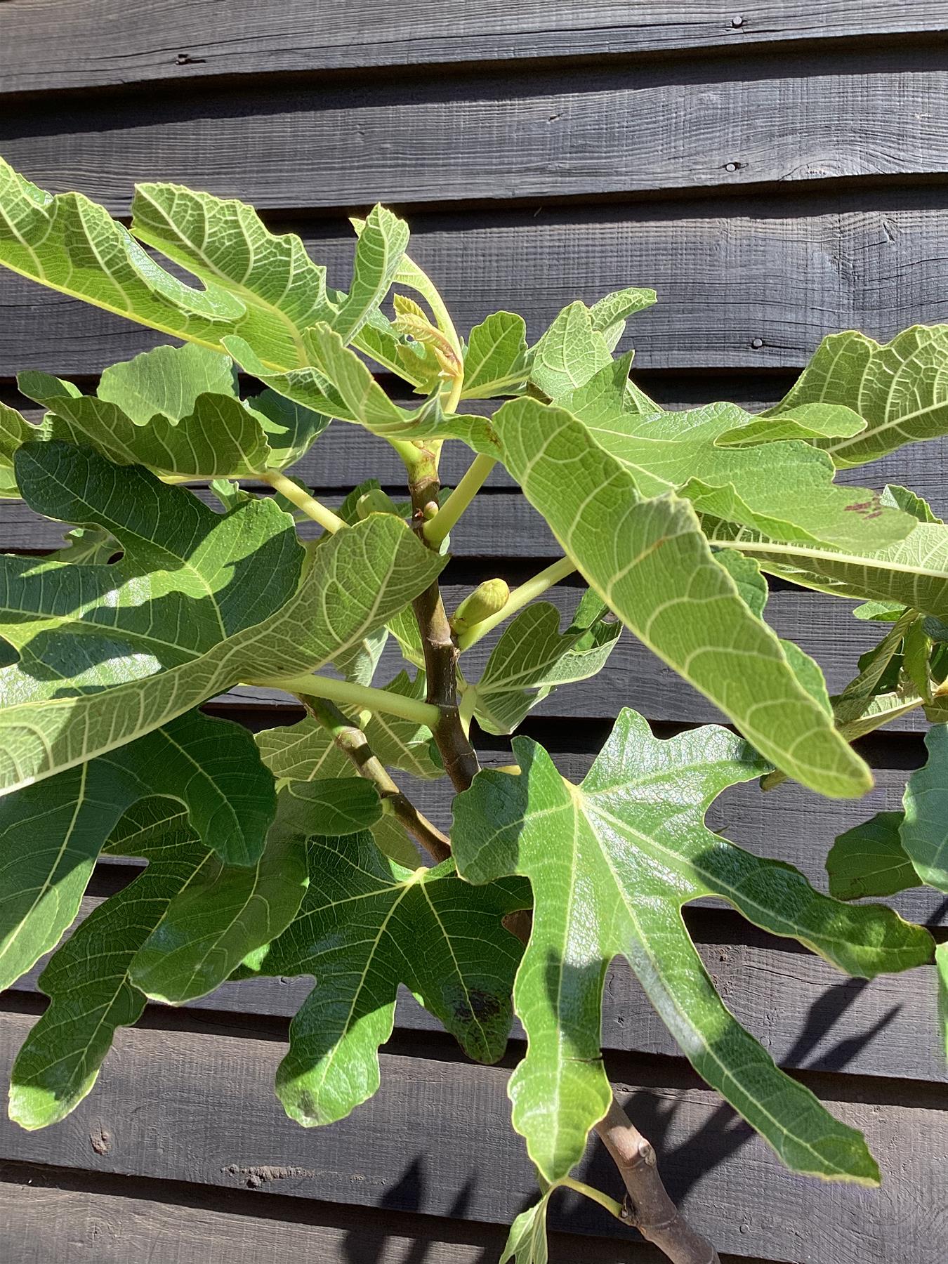 Fig - Ficus carica 'Brogiotto Bianco' - Half Standard - Height 180-200cm - 35lt