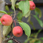 Malus 'Rudolph' - Crab Apple - Height 220-240cm - 20lt