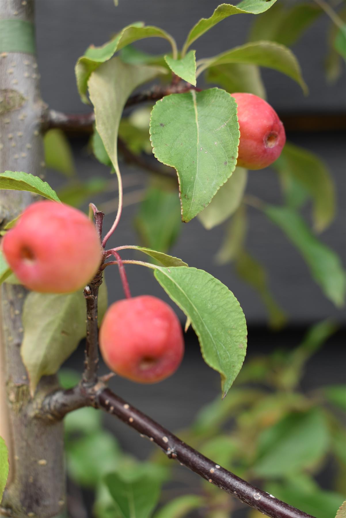 Malus 'Rudolph' - Crab Apple - Height 220-240cm - 20lt