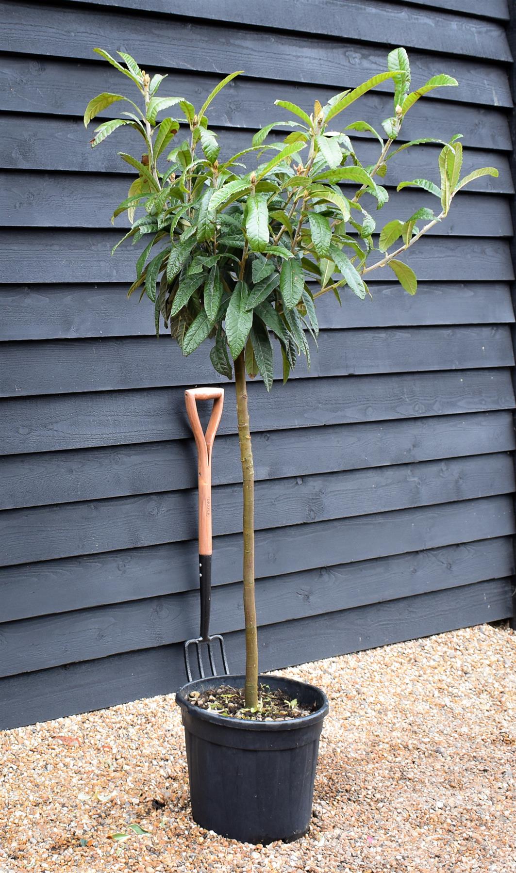 Eriobotrya japonica Tree | Loquat  - Clear Stem 90cm - Girth 08-10cm - Height 130-160cm - 15-25lt