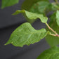 Plum 'Czar' on Myrobalan | Prunus domestica - 130-170cm - 12lt