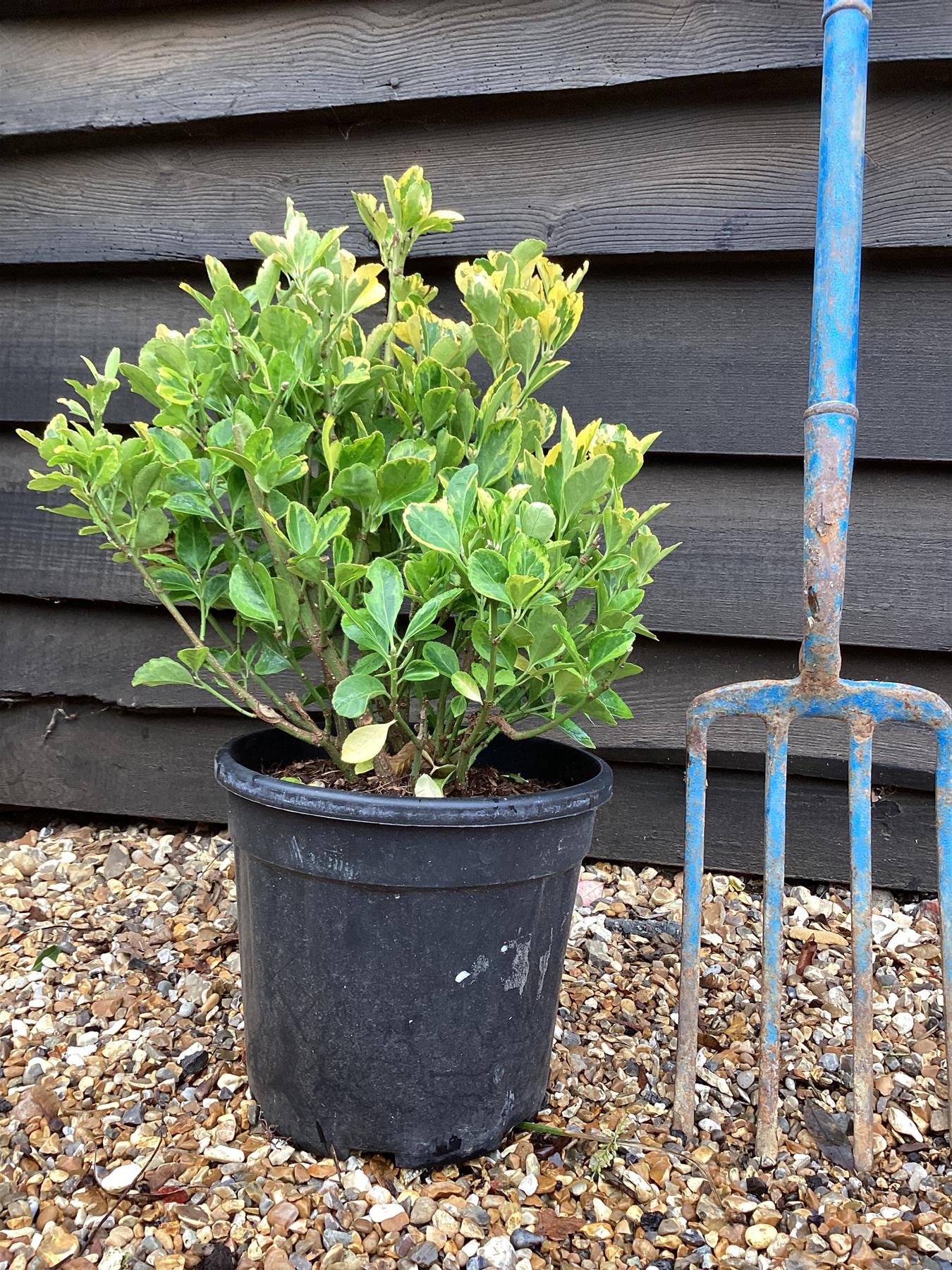 Euonymus Japonicus 'Aureomarginatus' - 50/70cm, 10lt