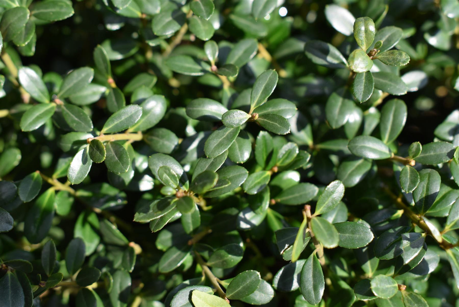 Ilex crenata 'Kinme' | Japanese Holly 'Kinme' - Ball - Width 85-90cm - 65lt