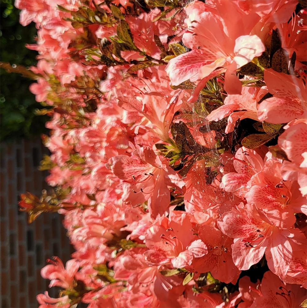 Azalea Japonica Toreador - Orange flower | Rhododendron Radja - Bushy - Height 40-50cm - 10lt