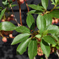 Enkianthus 'Pagoda' | Pagoda Bush - 120-160cm, 20lt