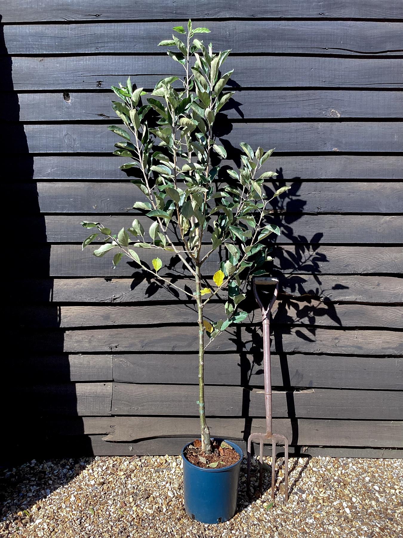 Apple tree 'Katy' | Malus domestica - MM106 - Semi Vigorous - Height 160-170cm - 20lt