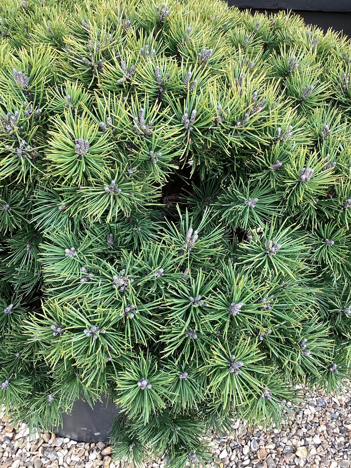 Pinus Mugo 'Mops' - Height 100cm - Width 80-95cm - 110lt