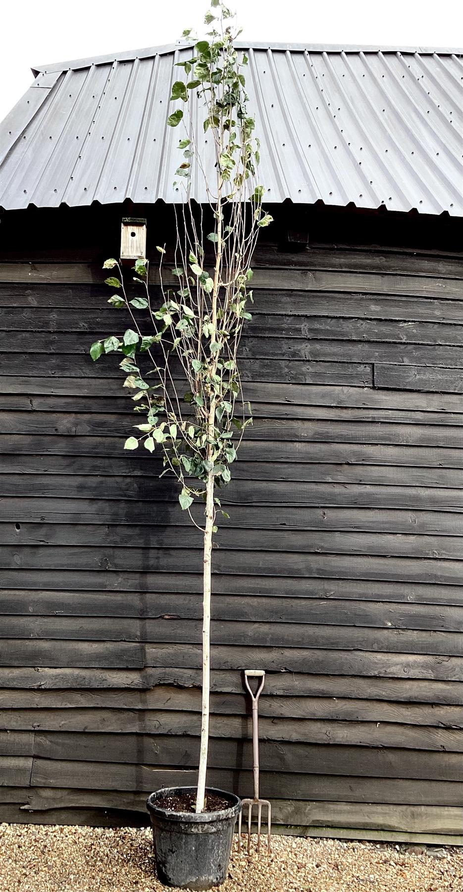 Betula utilis jaquemontii | Himalayan Birch, Kashmir Birch - Clear Stem - Standard - Girth 10cm - Height 400cm - 55lt