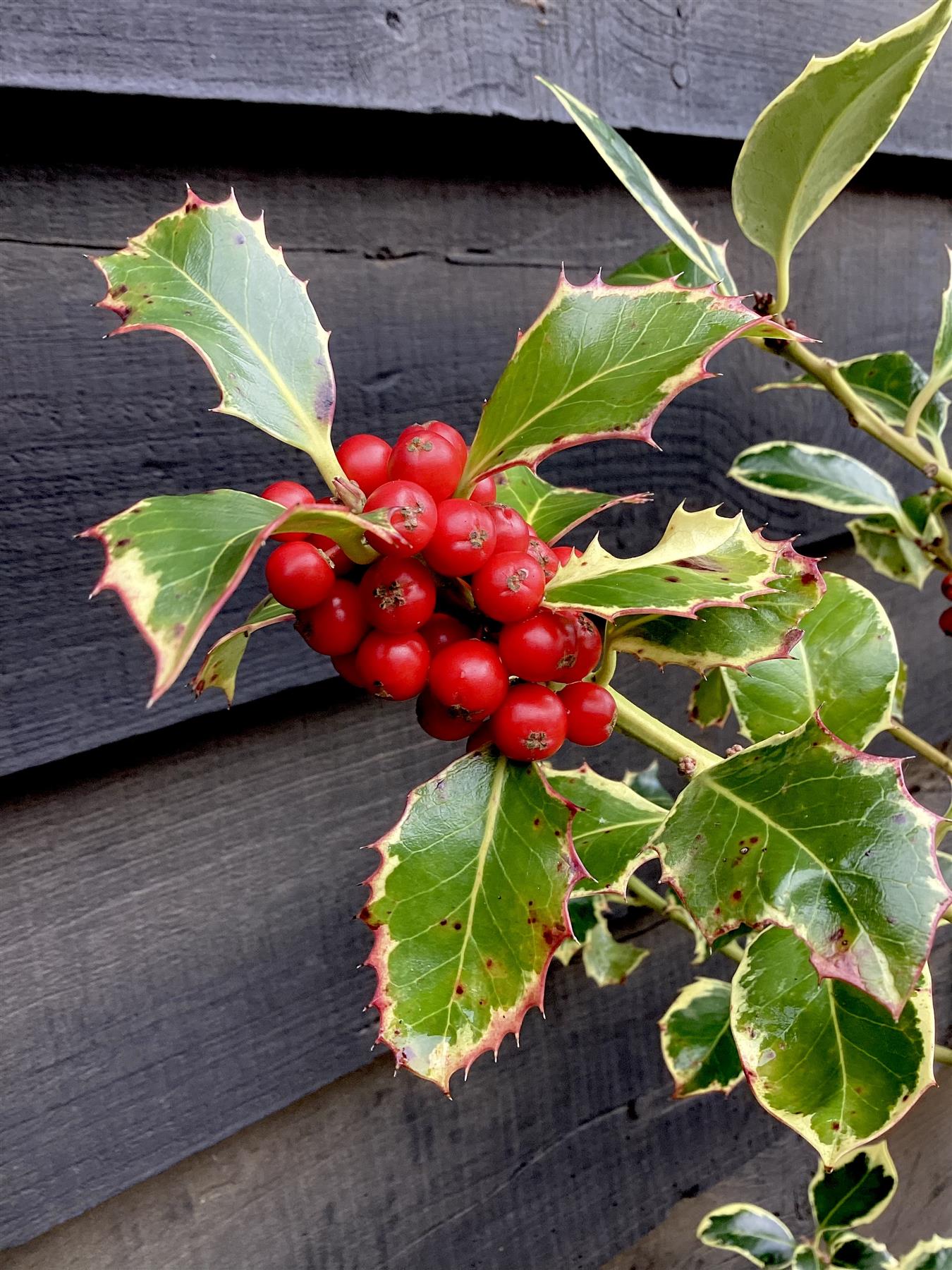 Ilex Aquifolium 'Argentea Marginata' | Silver-Margined Holly - 140-180cm, 10lt