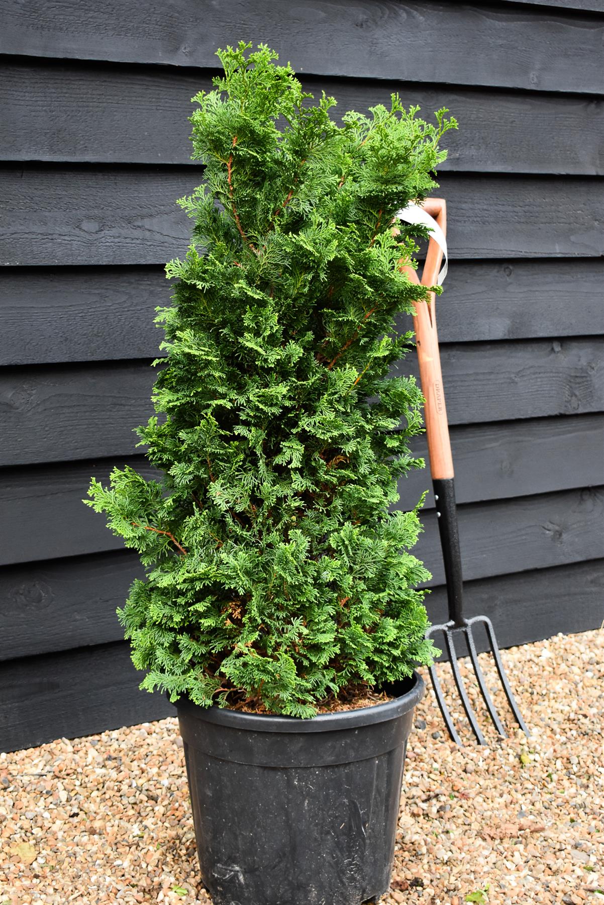 Dwarf Hinoki Cypress | Chamaecyparis obtusa 'Nana Gracilis' - Height 80-100cm -18lt