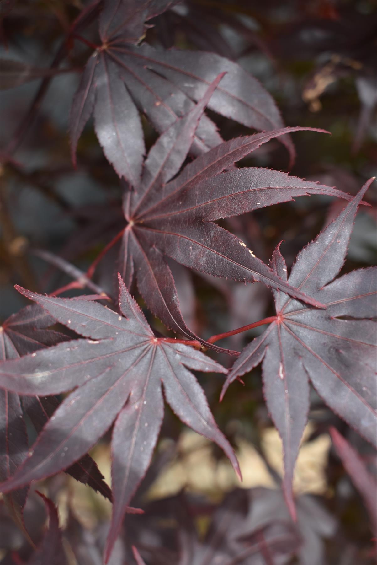 Acer palmatum 'Bloodgood' | Bloodgood Japanese Maple - 150-170cm - 30lt