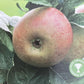 Apple tree 'Blenheim Orange' | Malus domestica - MM106 - Semi Vigorous - Height 150-160cm - 20lt