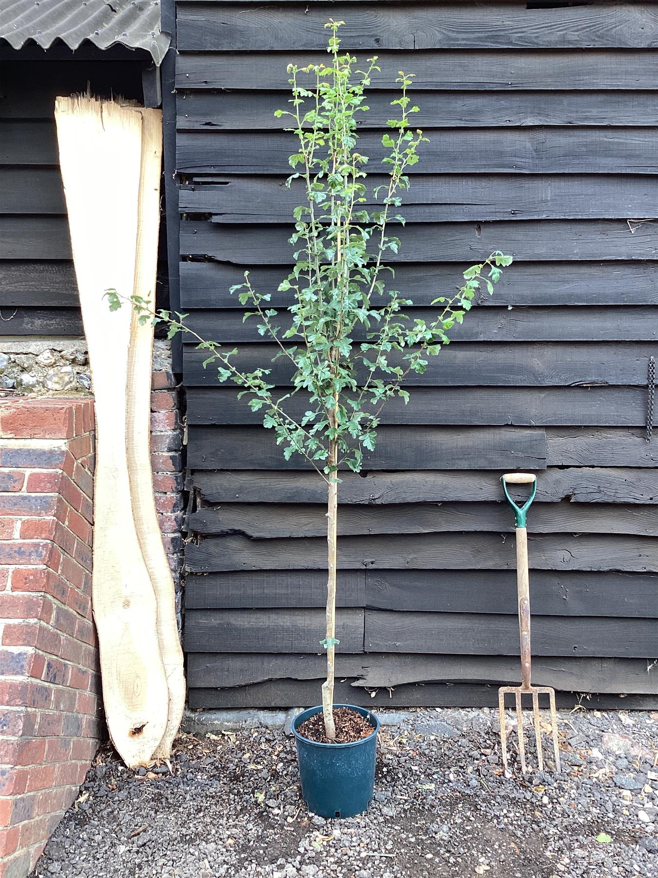 Crataegus Laevigata 'Plena' | White Flowering Hawthorn Tree - 140-180cm, 10lt