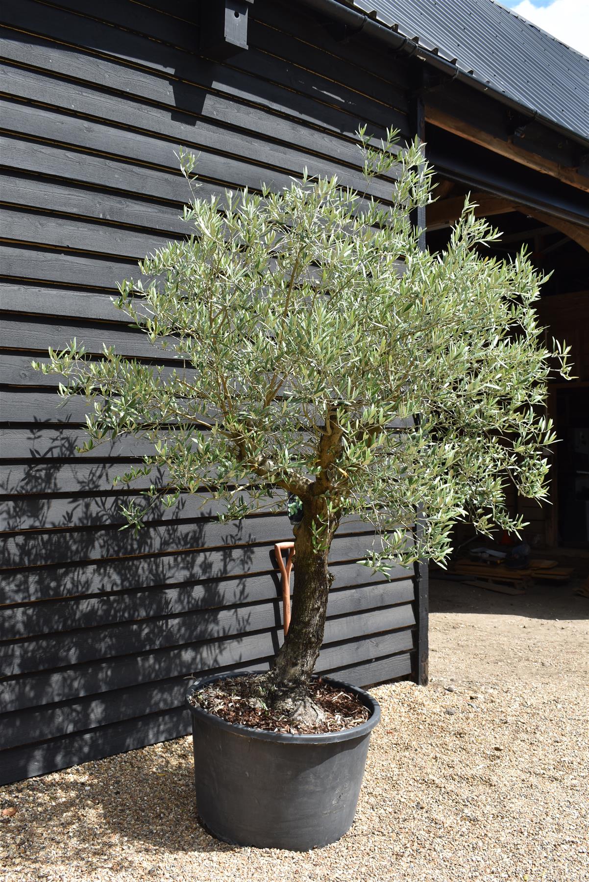 Olive Tree | Olea Europea 1/2 Std Girth 50cm - 210-220cm, 160lt