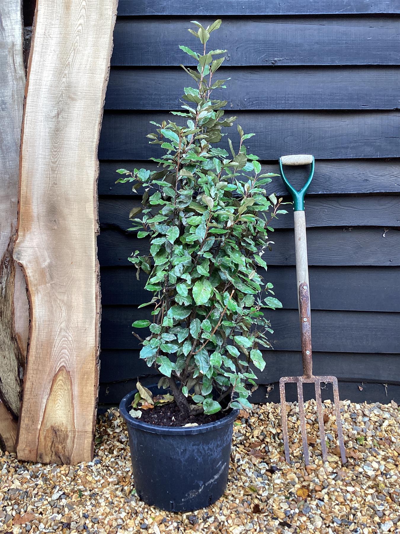 Elaeagnus ebbingei Compacta - 120-130cm - 20lt