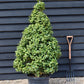 Ilex Cornuta Furcata | Chinese or Horned Holly- Cone - Height 170-180cm - 25lt