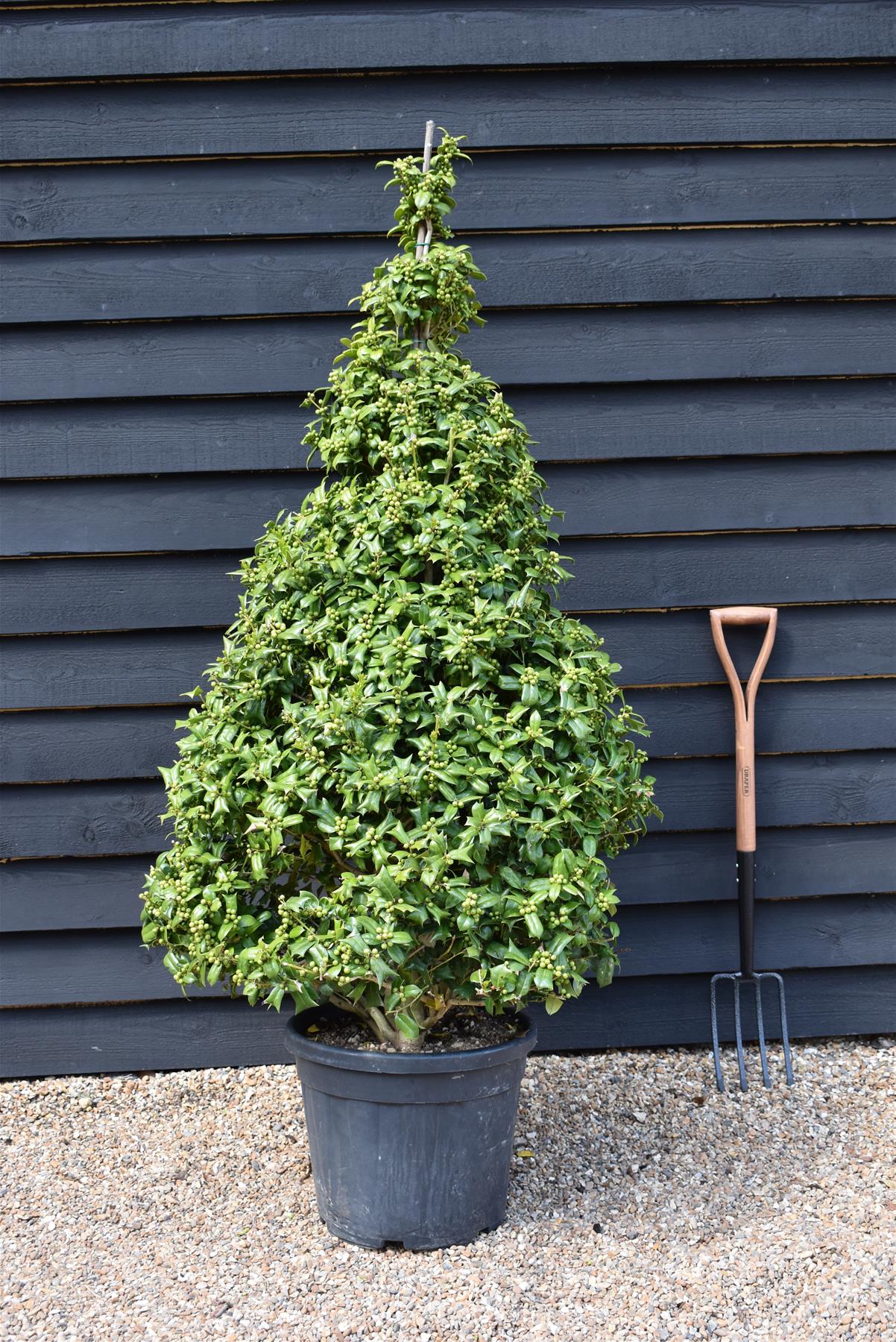 Ilex Cornuta Furcata | Chinese or Horned Holly- Cone - Height 170-180cm - 25lt