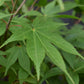 Acer palmatum 'Osakazuki' | Japanese Maple - Bushy  - Height 50-70cm - 4lt