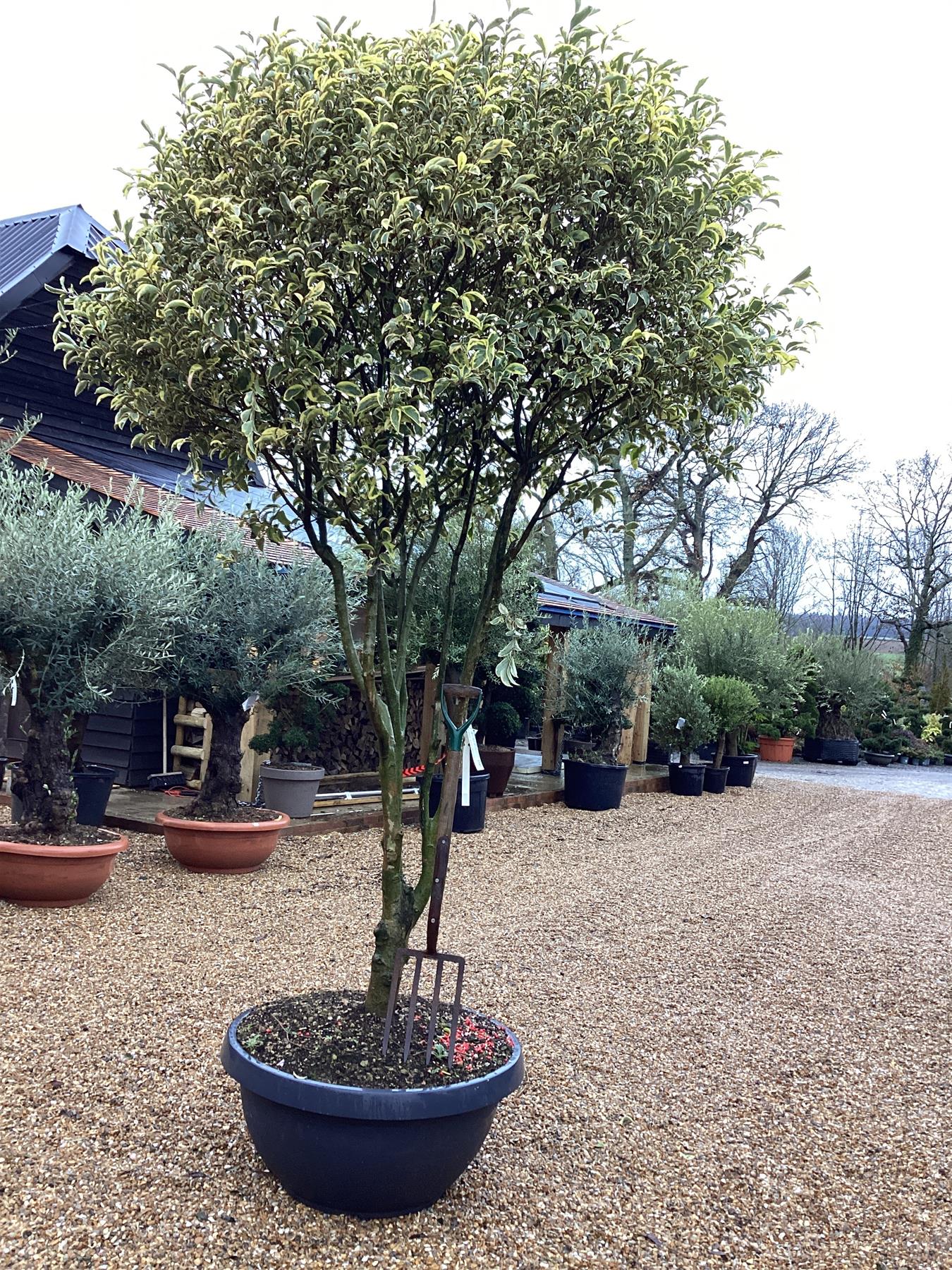 Ligustrum lucidum 'Excelsum Superbum' Parachute | Chinese privet 'Excelsum Superbum' - 270cm, 130lt