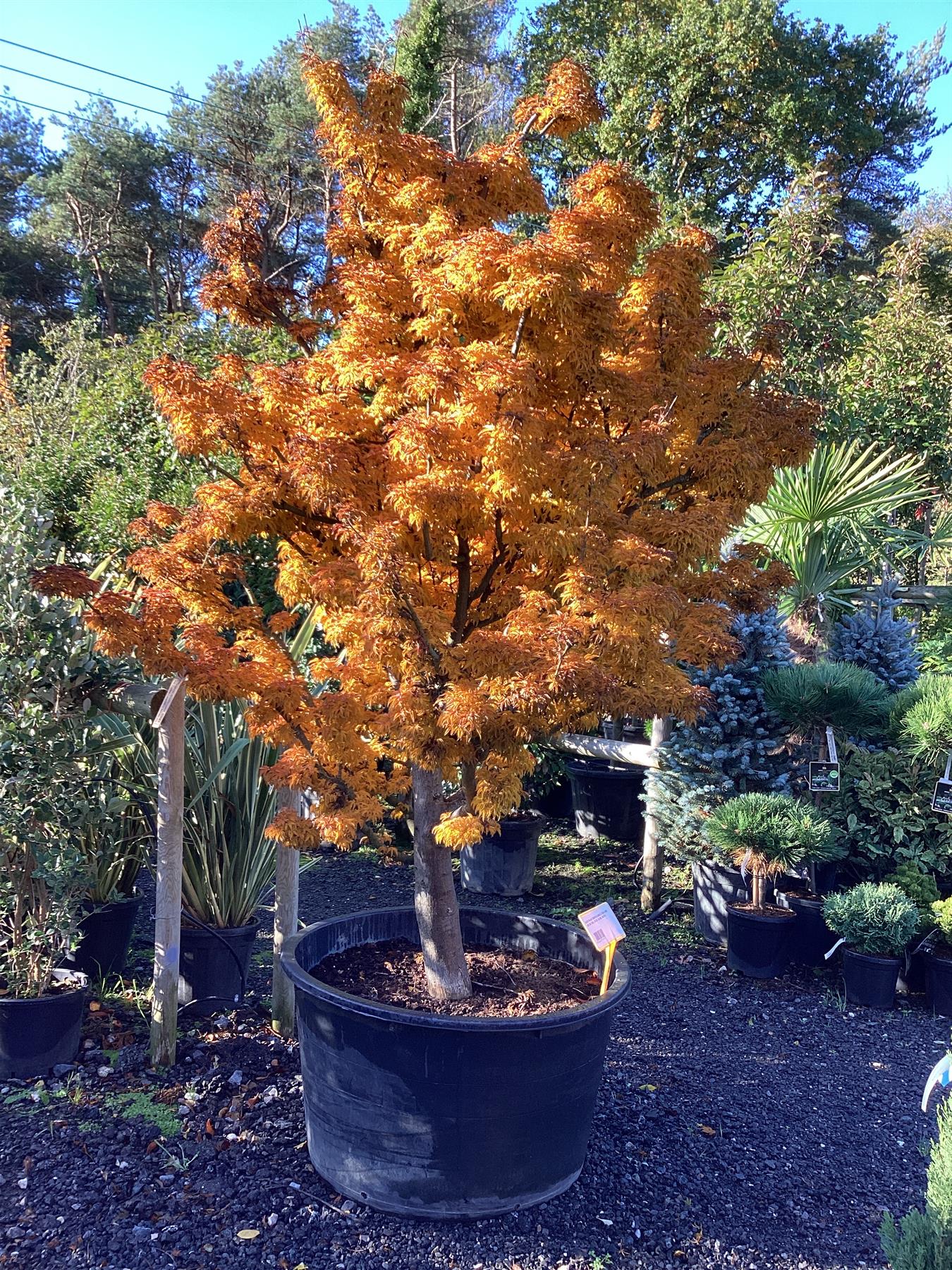 Acer palmatum 'Crispifolium' - Unique (Shishi Gashira Maple) - 200-250cm, 285lt