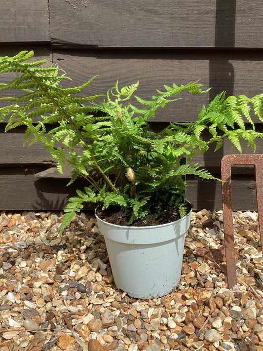 Dryopteris affinis | Golden Shield Fern - 20-30cm - 2lt