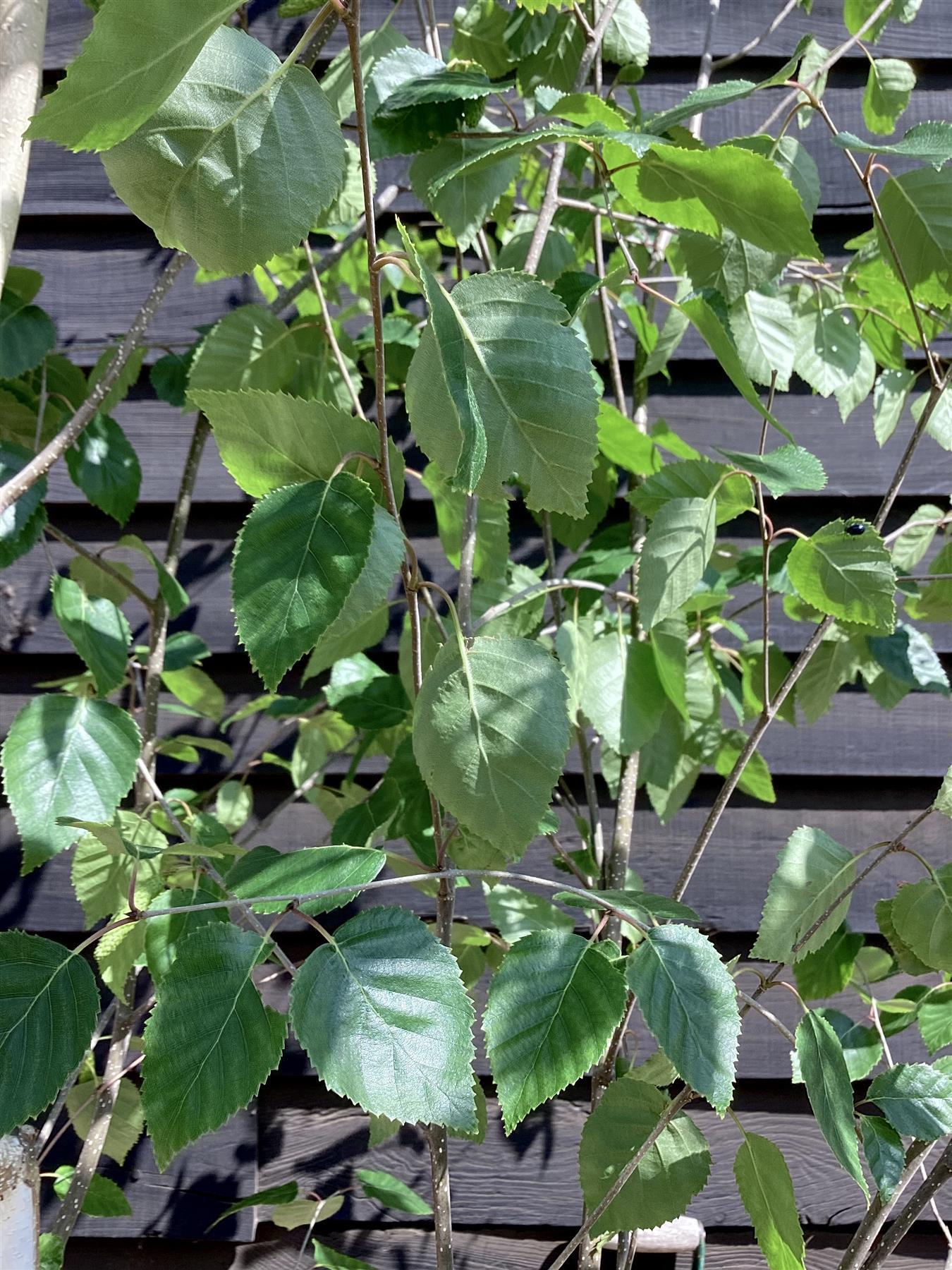 Himalayan Silver Birch | Betula utilis - Multistem - Height 350-400cm - 150lt