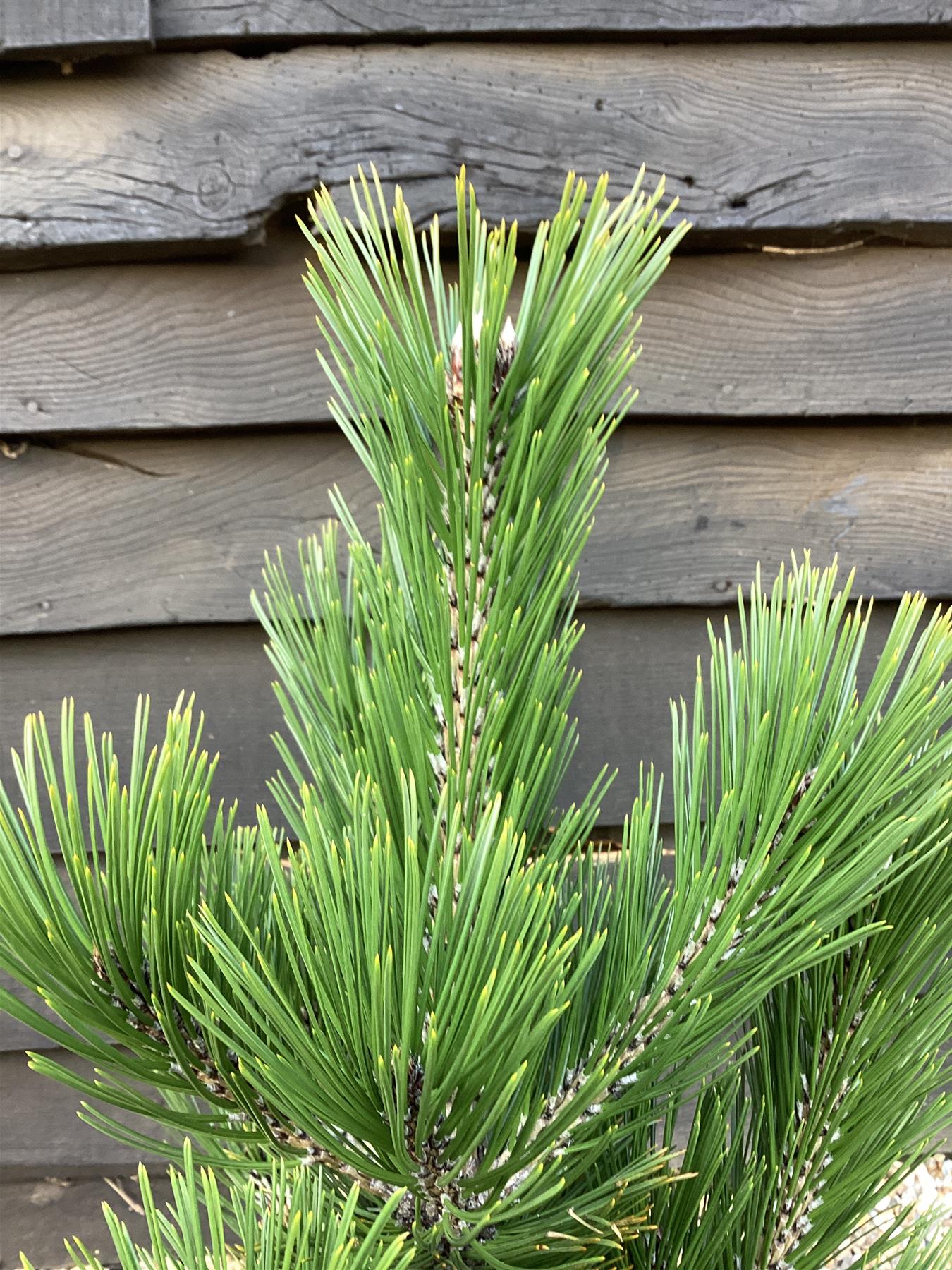 Pinus heldreichii 'Little Dracula' | Bosnian pine 'Little Dracula' - Height 60cm - Width 40cm - 11lt