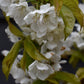 Cherry tree 'Summit' | Prunus avium 'Summit' - Half Standard - Height 150-180cm - 20lt