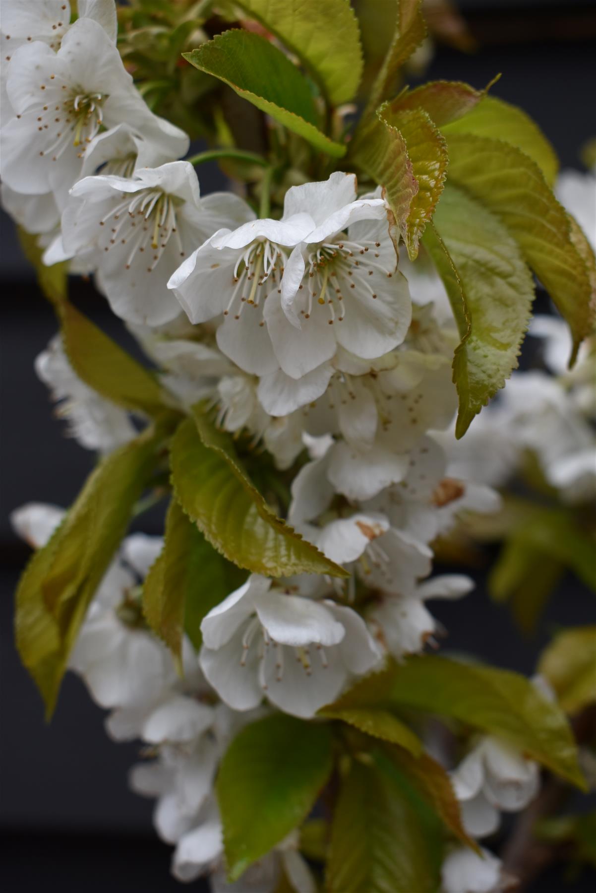 Cherry tree 'Summit' | Prunus avium 'Summit' - Half Standard - Height 150-180cm - 20lt