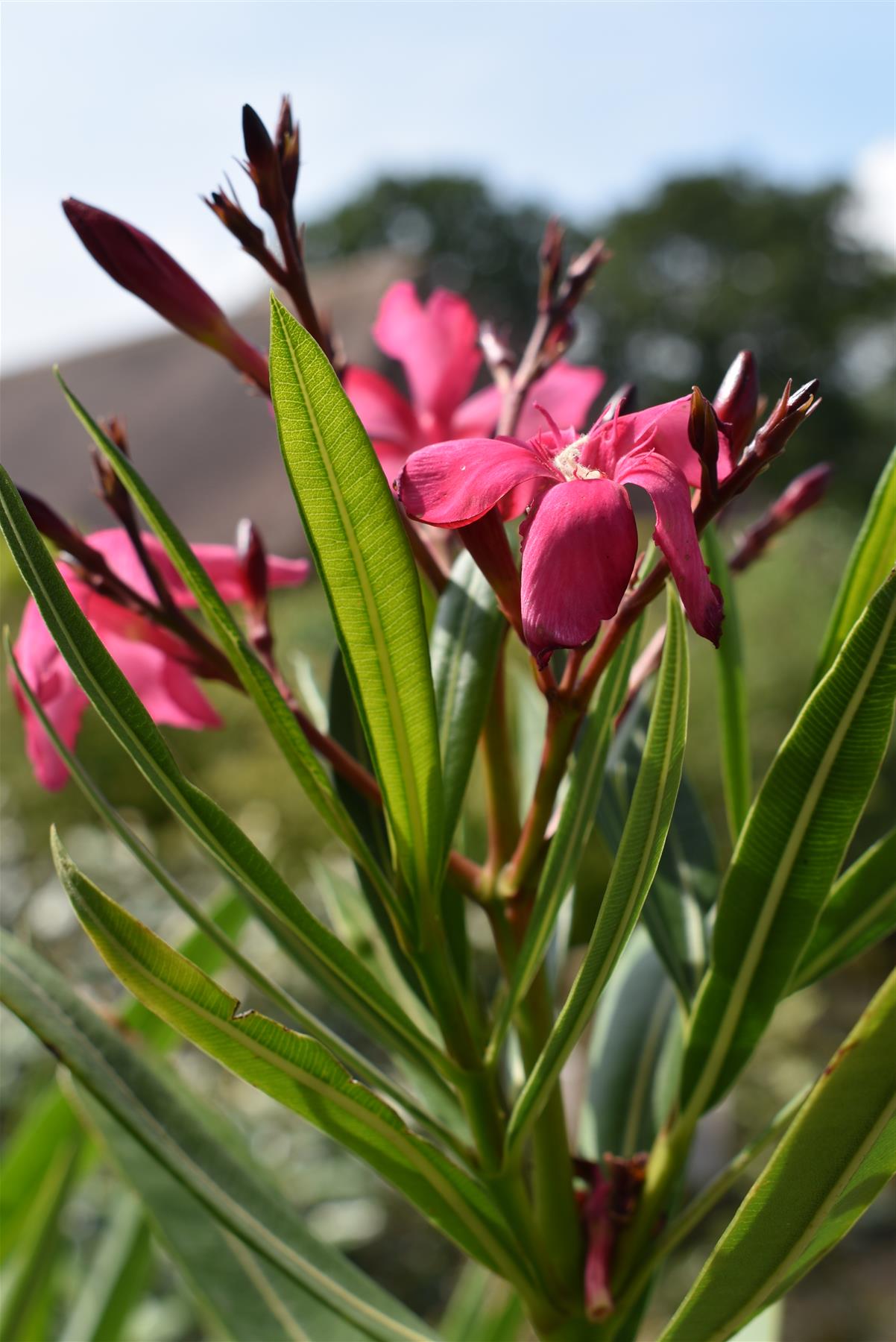 Nerium oleander - Clear Stem - 330-350cm - 45lt