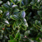 Euonymus 'Green Spire' Shrub - Ball - 70-80cm - 30lt