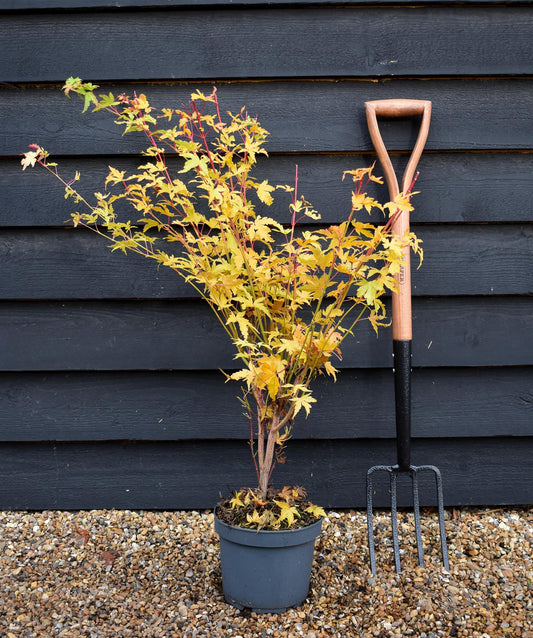 Red Bark Japanese Maple | Acer palmatum 'Sango-kaku' - Bushy - Height 70-80cm - 4lt