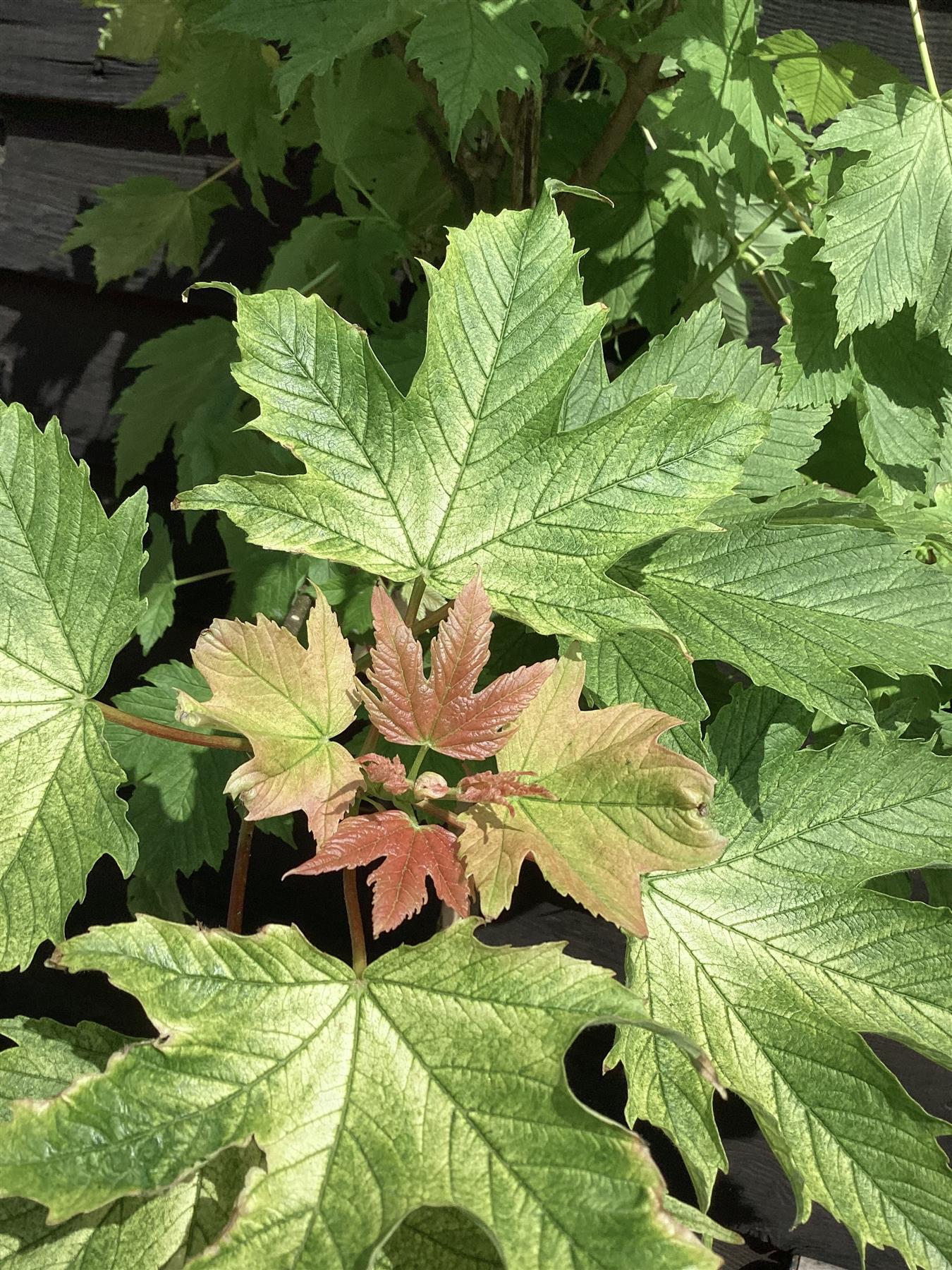 Acer pseudoplatanus 'Brilliantissimum' | Shrimp-Leaved Sycamore - 120-180cm, 10lt