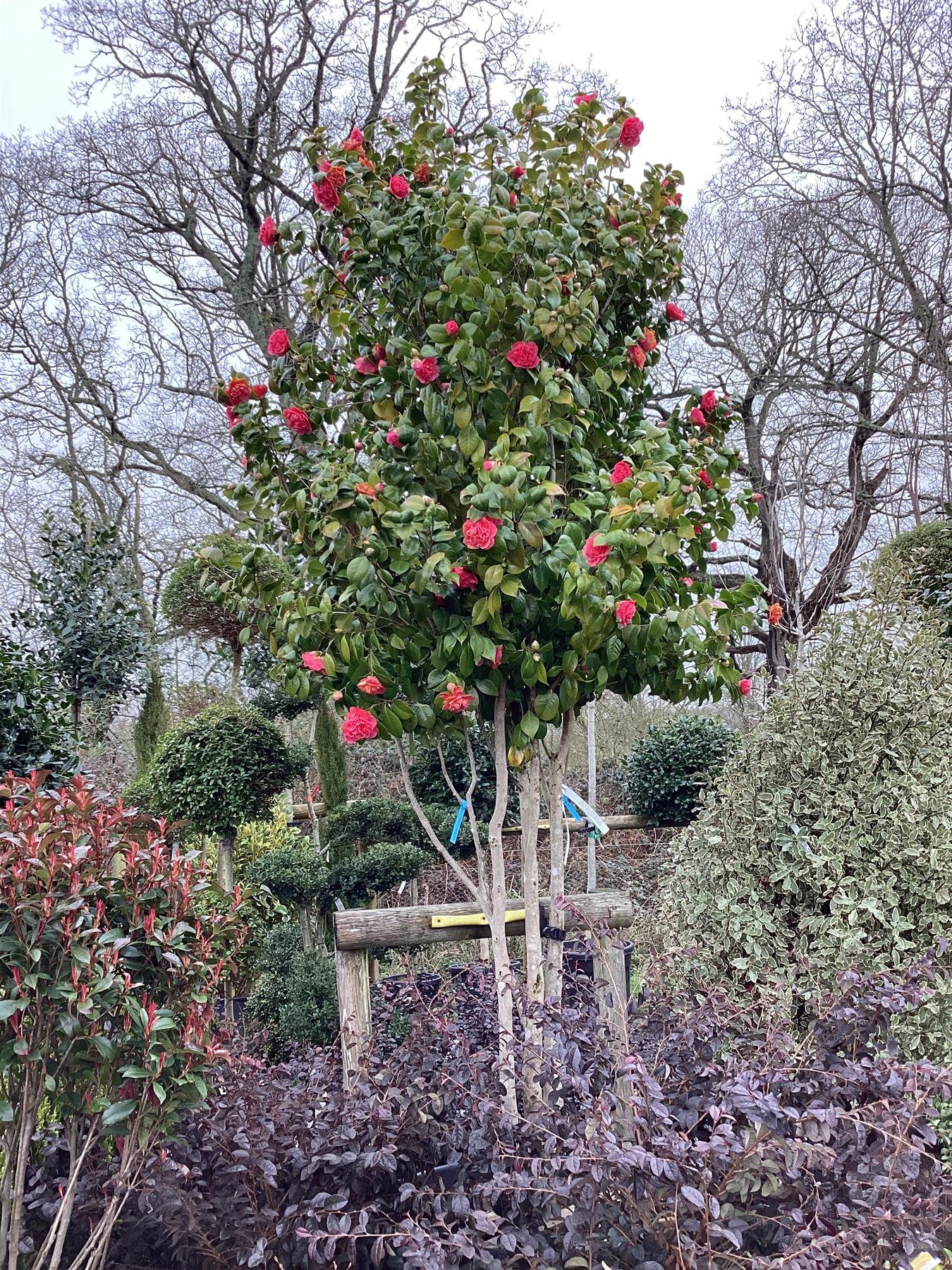 Camellia Japonica 'Fungo' | Japanese Camellia - 190cm -110lt