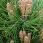 Pinus 'Marie Bregeon' - Clear Stem 20cm - Height 50-60cm - Width 40cm - 15lt