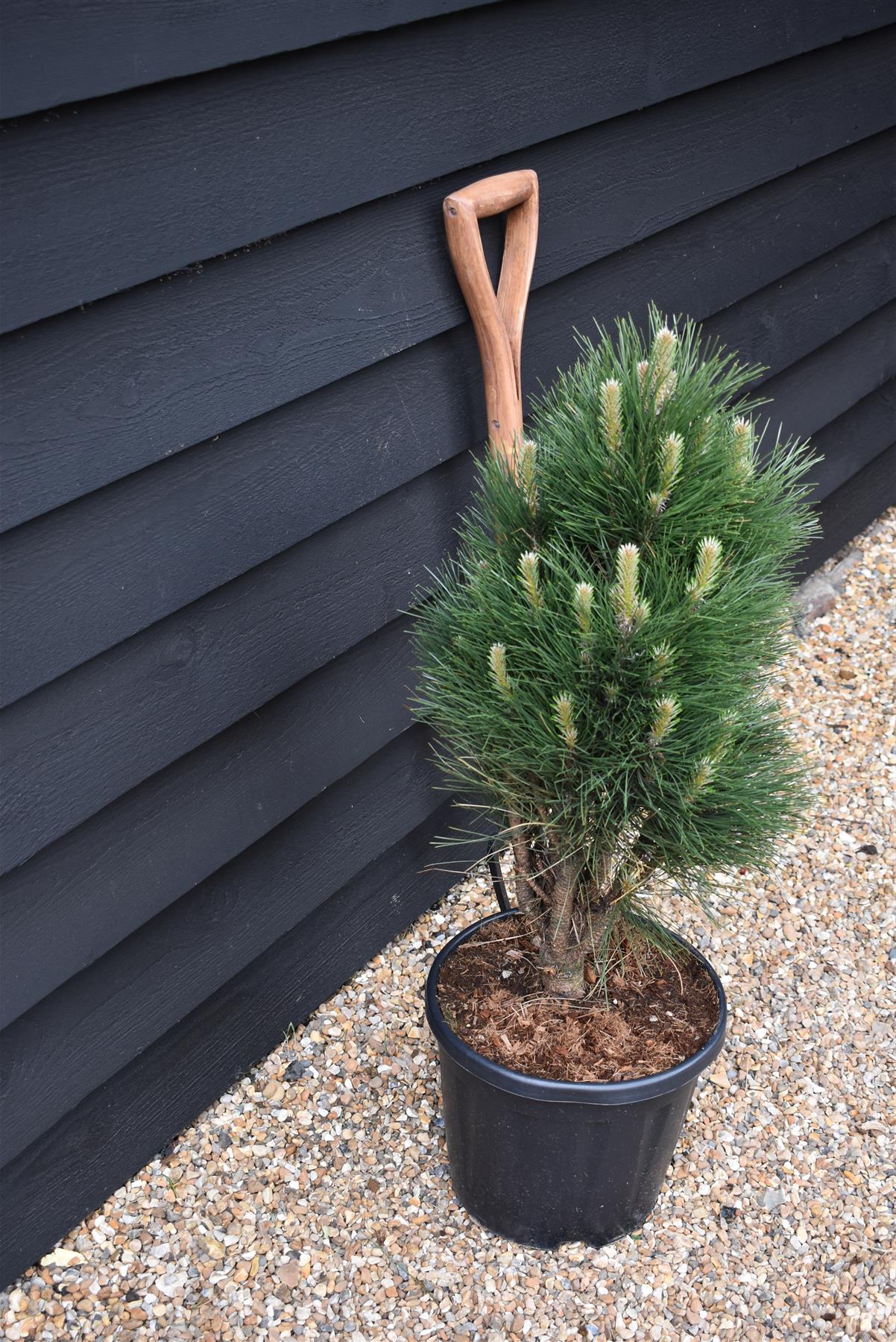 Pinus Nigra 'Green Tower' | Austrian pine  - Height 75cm - Width 40-60cm - 11lt