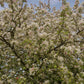 Malus 'Evereste' - Clear Stem - Standard - Girth 8-10cm - Height 320-340cm - 70lt