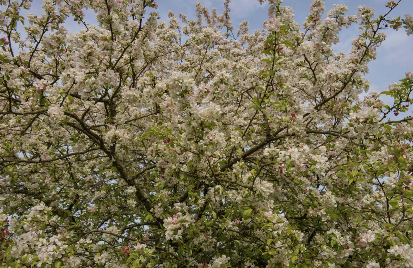 Malus 'Evereste' - Clear Stem - Standard - Girth 8-10cm - Height 320-340cm - 70lt