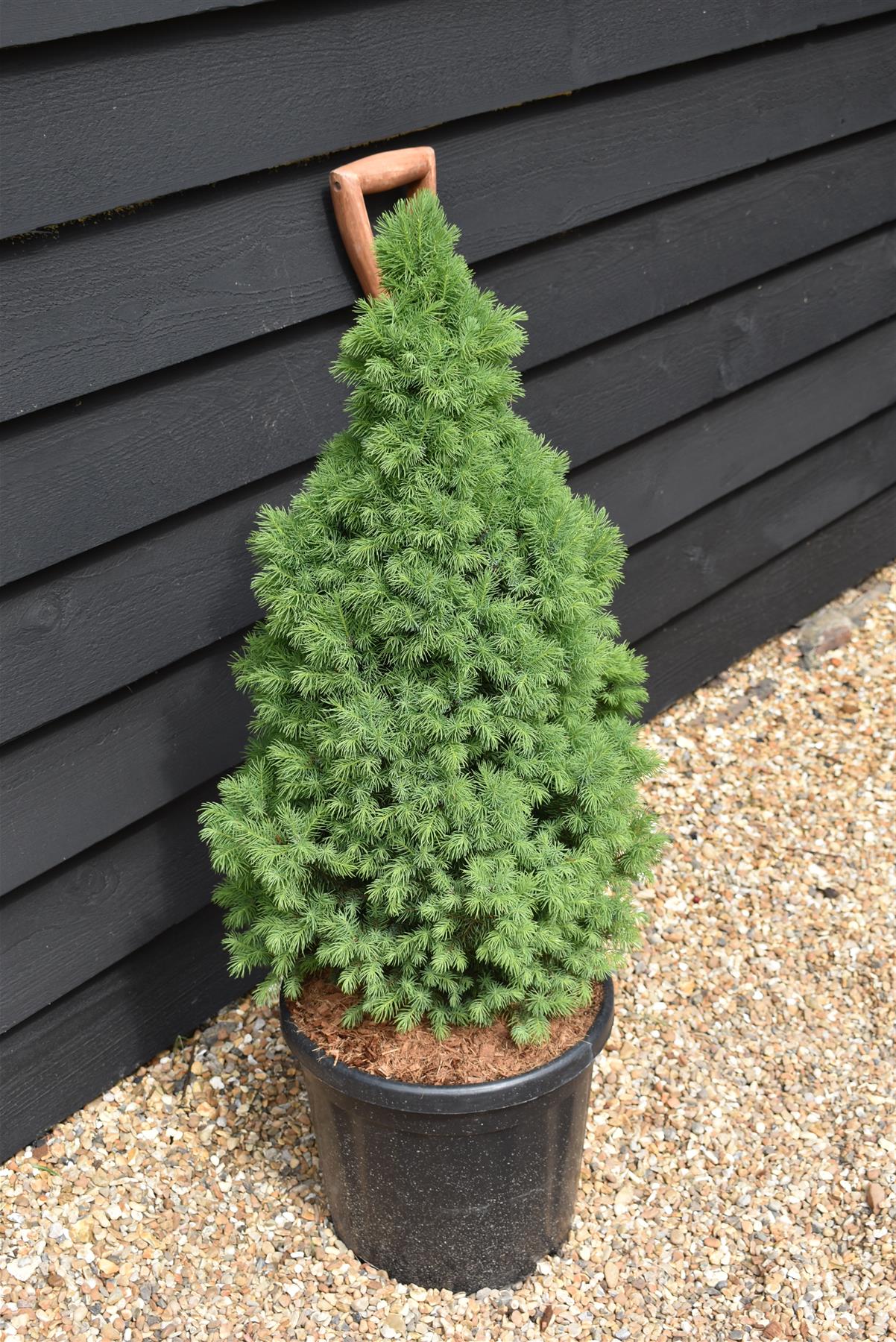 Picea glauca 'Sander's Blue' | Alberta spruce - Height 75-80cm - 15lt