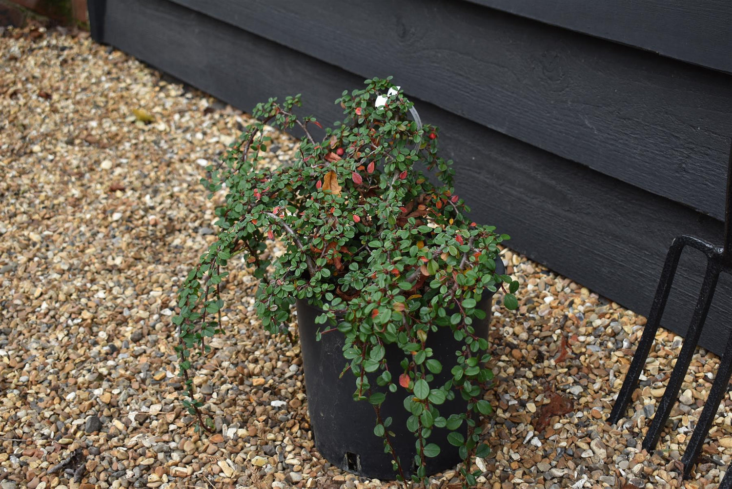 Creeping Cotoneaster | Cotoneaster Queen of Carpets - Height 20-40cm Width 30-50cm -  4lt