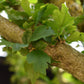 Hibiscus Syriacus | Rose of Sharon - Girth 23cm - 500cm - 180lt