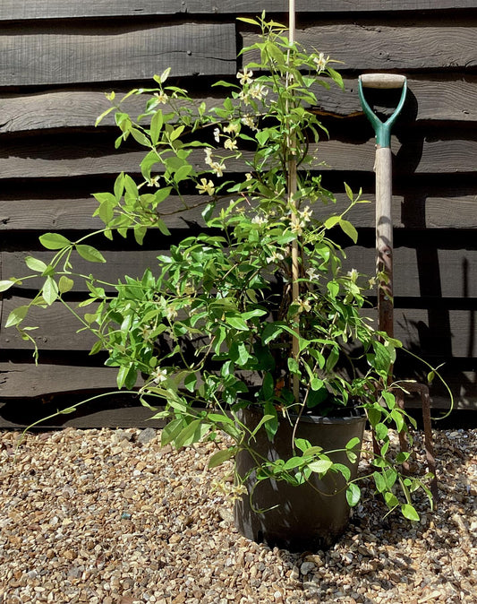 Trachelospermum jasminoides | Star of Toscana - 12lt