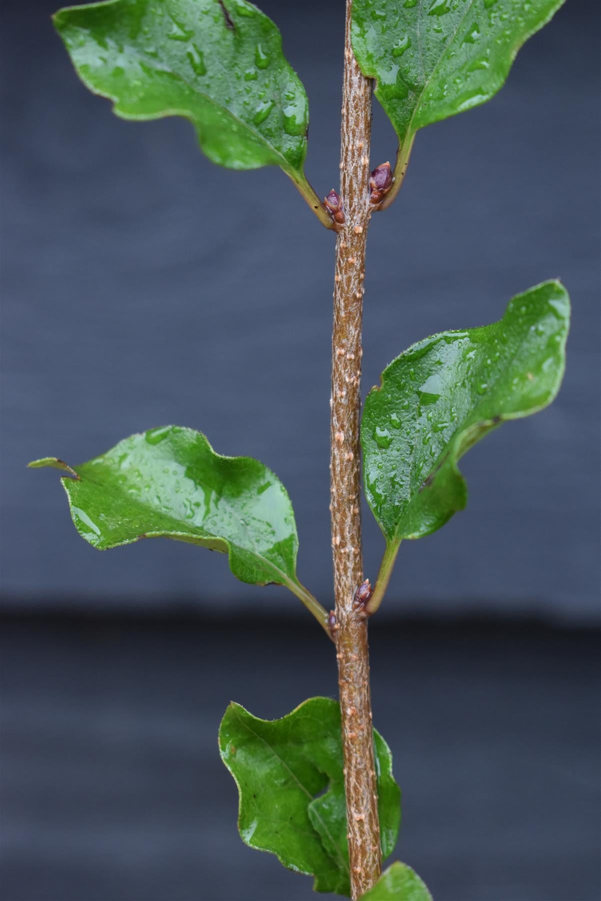 Syringa meyeri 'Palibin' - Shrub - 20-40cm - 5lt