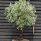 Olive Tree | Olea Europea 1/2 Std - 155-170cm, 70lt