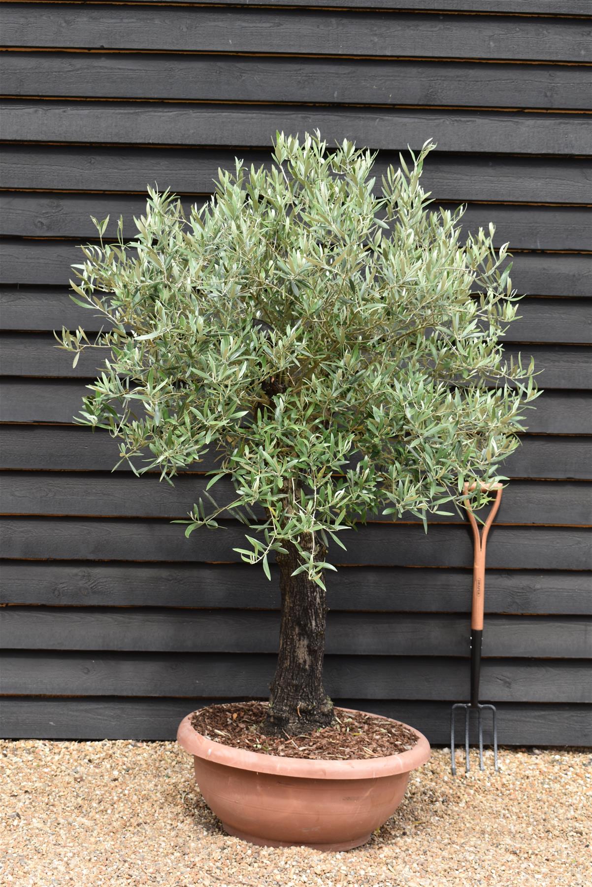 Olive Tree | Olea Europea 1/2 Std - 155-170cm, 70lt