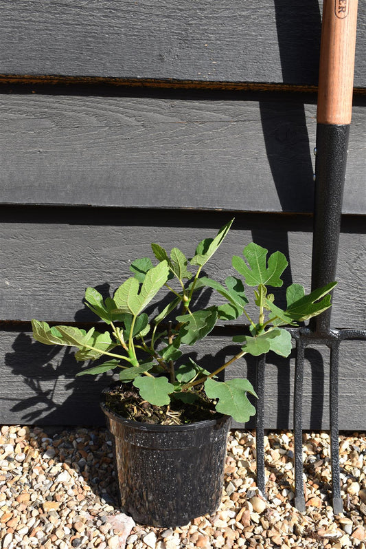 Fig - Ficus carica 'Brown Turkey' - Height 20-40cm - 2lt